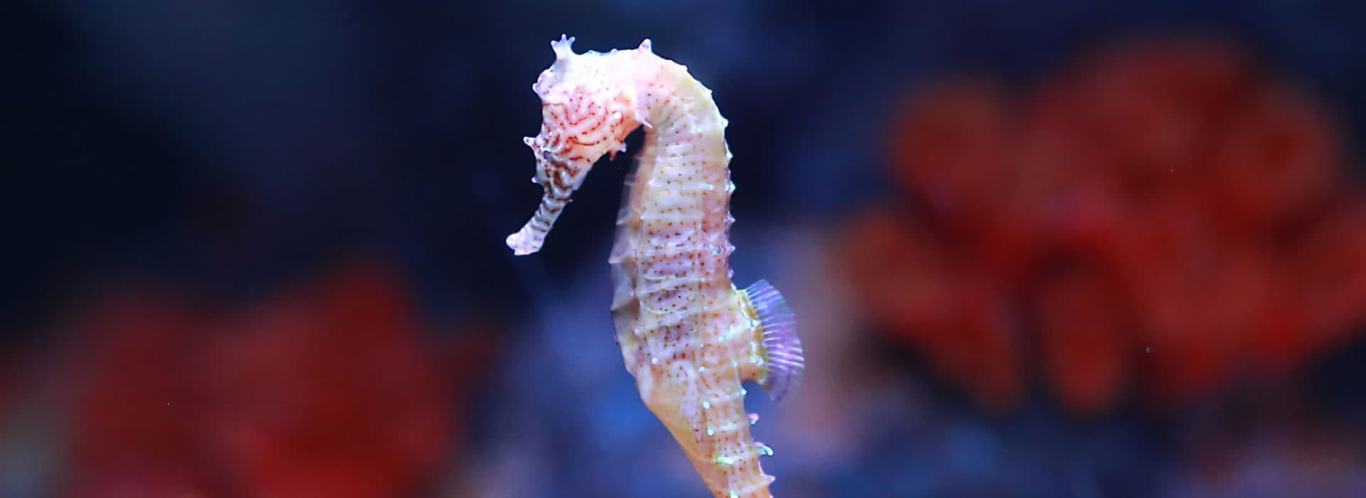 Ferienwohnung Seepferdchen